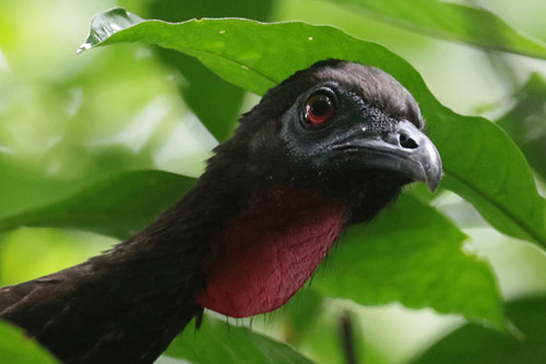 Crested Guan